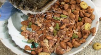 Картинка по теме - как хранить кошачий корм