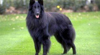 Картинка по теме - как выбрать служебную собаку