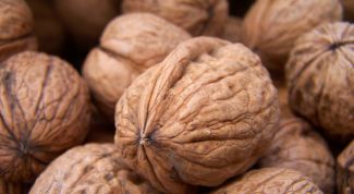 Картинка по теме - как прорастить грецкий орех