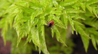 Картинка по теме - как обнаружить клеща