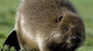 Картинка по теме - как отличить бобра от стриженого кролика
