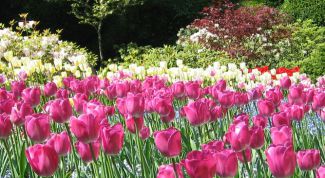 Картинка по теме - как сохранить луковицы тюльпанов до весны