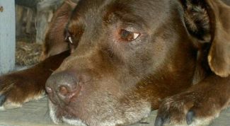 Картинка по теме - как лечить рвоту у собак