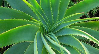 Картинка по теме - как вырастить алоэ