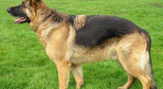 Картинка по теме - как содержать немецкую овчарку
