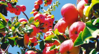 Картинка по теме - как посадить плодовый сад