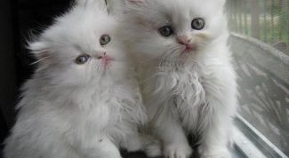 Картинка по теме - как ухаживать за персидскими котятами