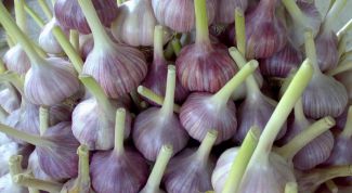 Картинка по теме - как вырастить крупный чеснок