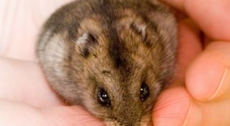 Картинка по теме - как купать джунгариков