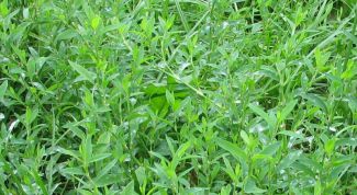 Картинка по теме - как заваривать спорыш