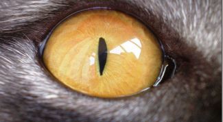 Картинка по теме - как закапать капли кошке