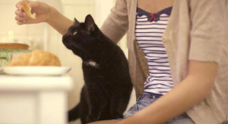 Картинка по теме - как кормить домашних кошек