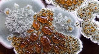 Картинка по теме - как обработать стены от плесени