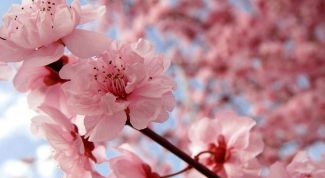 Картинка по теме - как обрезать вишню