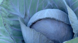 Картинка по теме - как хранить свежую капусту