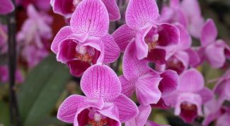 Картинка по теме - как обрезать цветонос у фаленопсиса