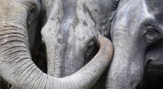 Картинка по теме - как поймать слона