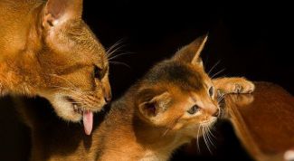 Картинка по теме - какие прививки нужно делать кошкам