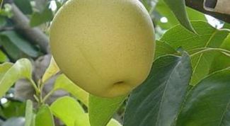 Картинка по теме - как вырастить плодовое дерево