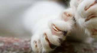 Картинка по теме - как обрезать когти котятам