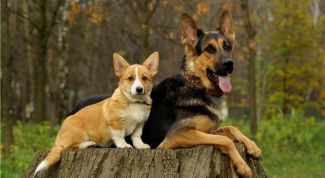 Картинка по теме - как вылечить собаке уши