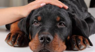 Картинка по теме - как промыть желудок собаке