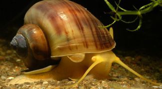 Картинка по теме - для чего нужны аквариумные улитки
