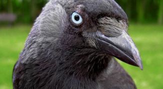 Картинка по теме - как сделать маску вороны