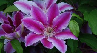 Картинка по теме - как посадить клематис