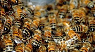 Картинка по теме - как перевозить пчел