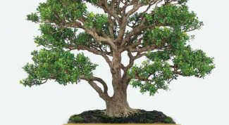 Картинка по теме - как вырастить самшит