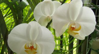 Картинка по теме - как размножить орхидею фаленопсис