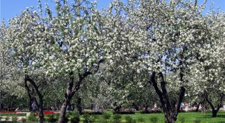 Картинка по теме - как вырастить дерево из семечки