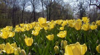 Картинка по теме - как выращивать желтые тюльпаны