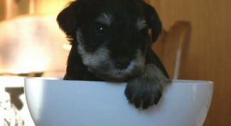 Картинка по теме - как накормить щенка