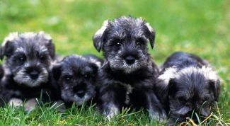 Картинка по теме - как кормить щенка цвергшнауцера