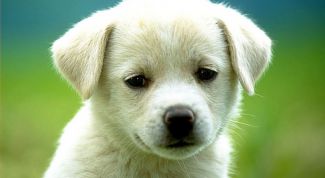 Картинка по теме - как вывести глисты у щенков