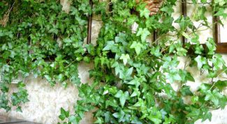 Картинка по теме - как вырастить плющ