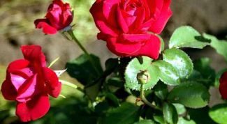 Картинка по теме - как избавиться от тли на розах