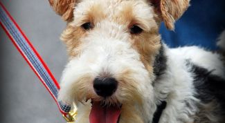 Картинка по теме - как кормить фокстерьера