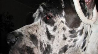 Картинка по теме - как клеить уши собаке