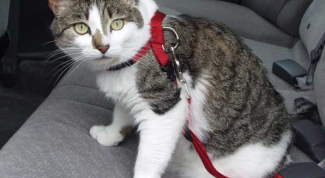 Картинка по теме - как перевозить кошку в машине