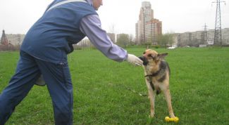 Картинка по теме - как дрессировать взрослую собаку