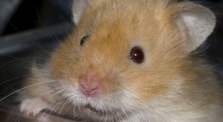 Картинка по теме - как поймать сбежавшего хомяка