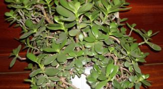 Картинка по теме - как поливать толстянку