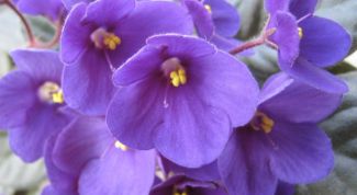 Картинка по теме - что делать для выращивания цветов фиалок из семян