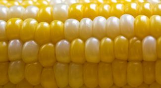 Картинка по теме - как хранить кукурузу