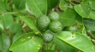 Картинка по теме - как размножить лимон