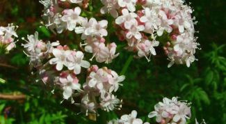 Картинка по теме - как принимать экстракт валерианы