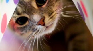 Картинка по теме - как вывести клещей у кошки